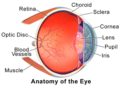 Anatomy of the Eye